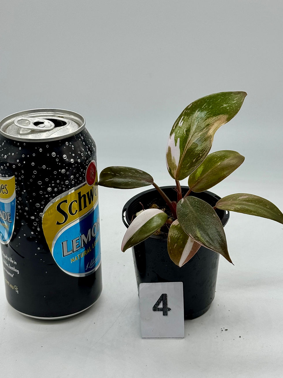 Thumbnail: Philodendron Red Anderson 