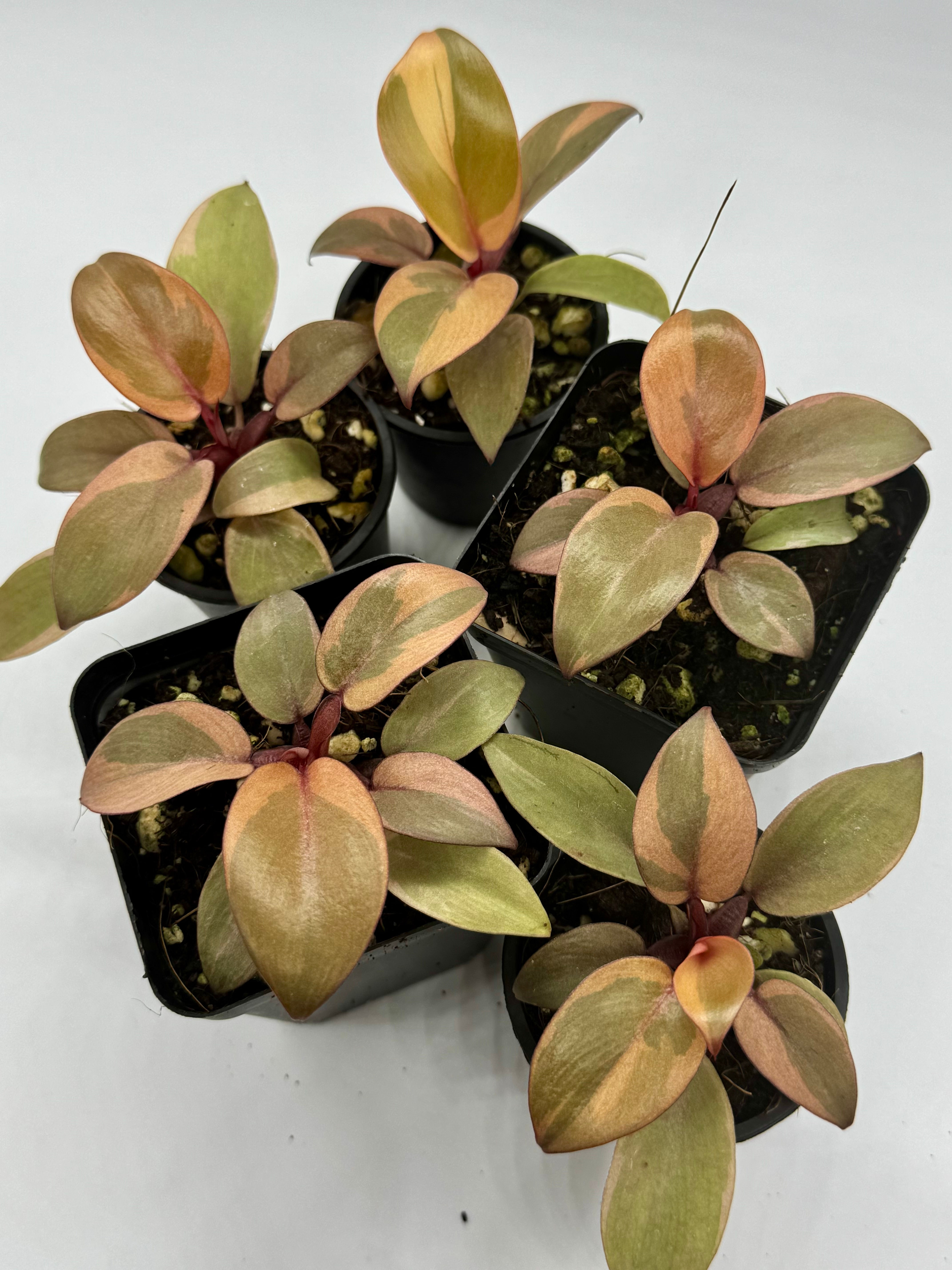 Philodendron Black Cardinal Variegated in 50mm