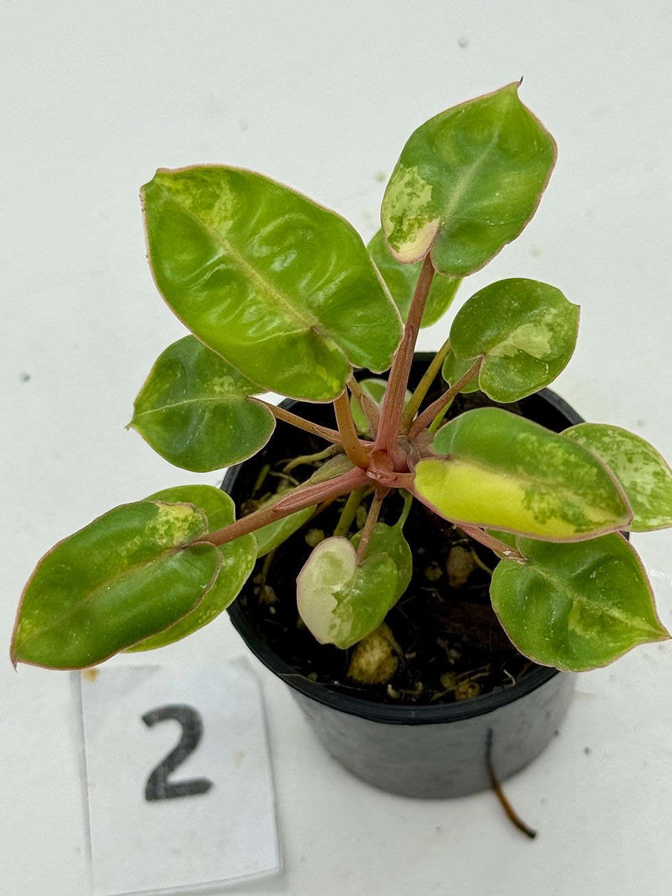 Thumbnail: Philodendron Billietiae Variegated 
