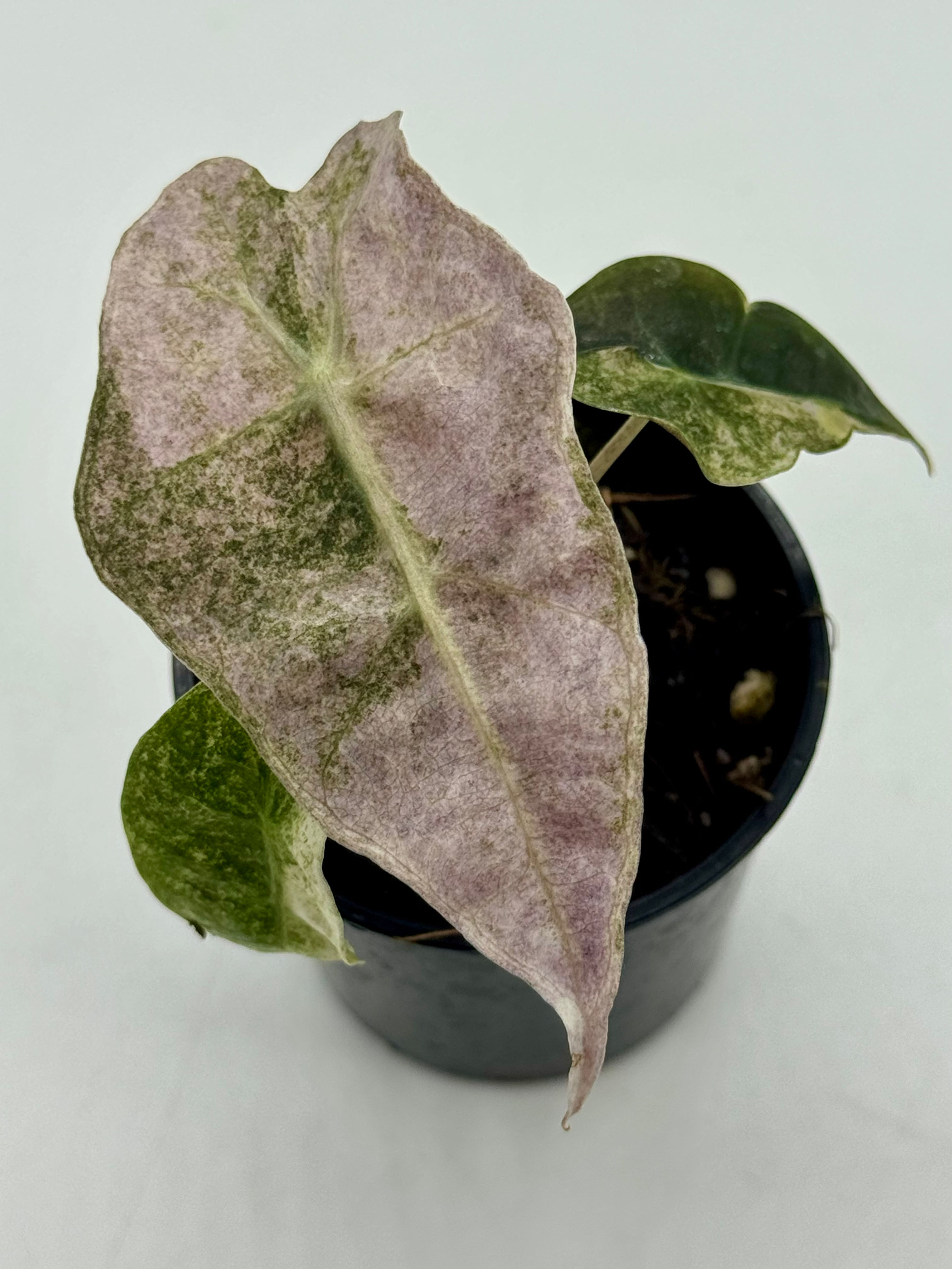 Alocasia Polly Pink Splash Tricolour