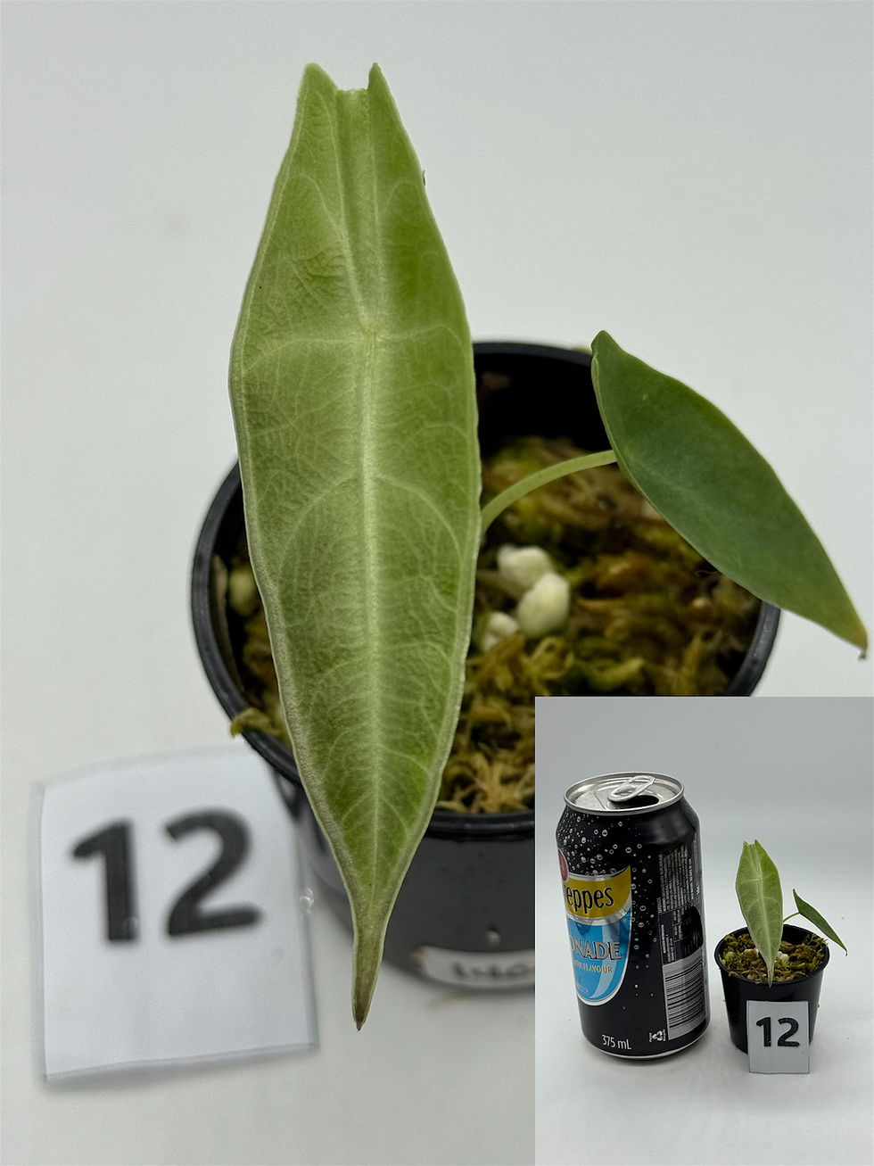 Thumbnail: Alocasia Longiloba Purple
