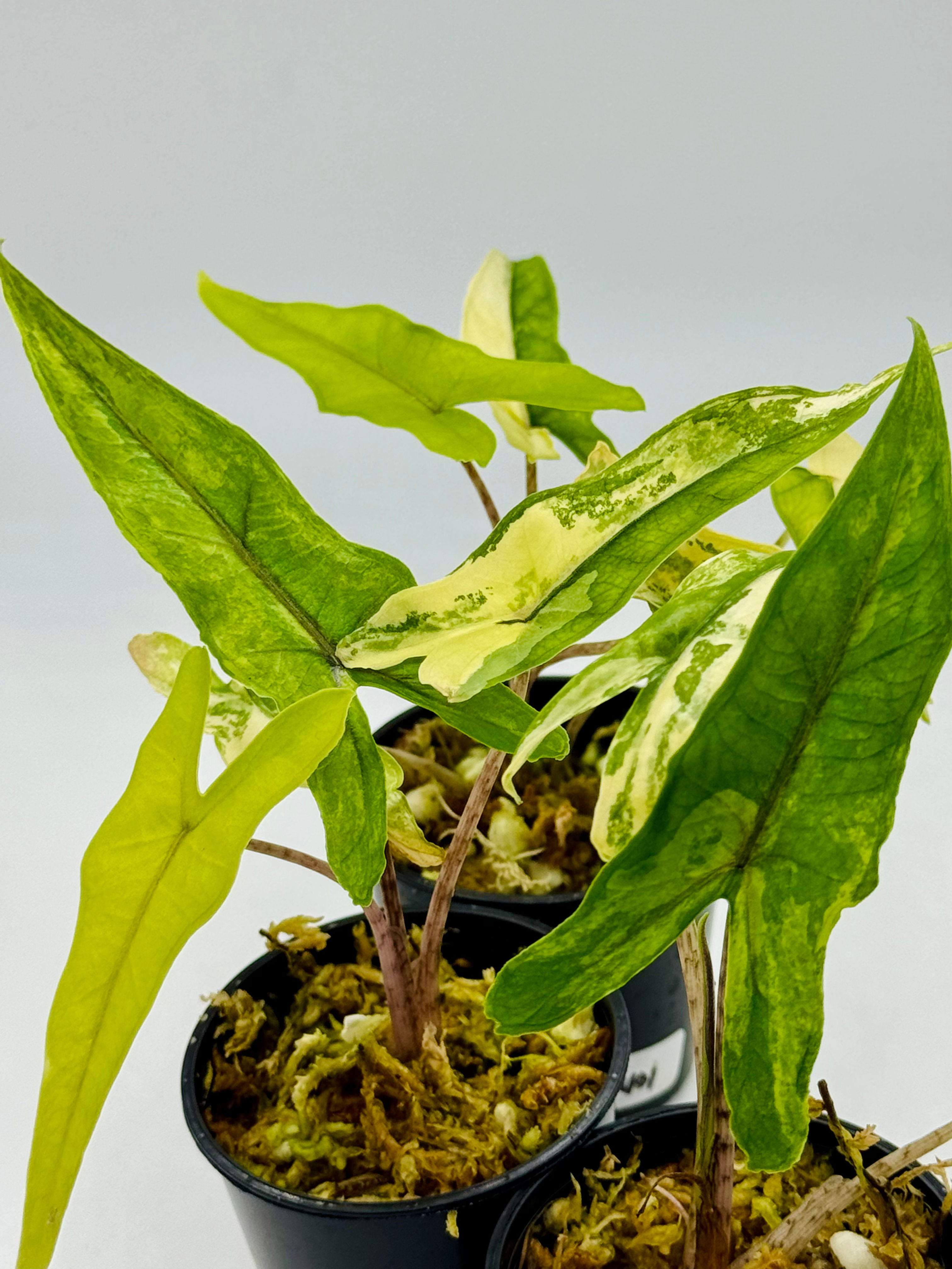 Alocasia Sulawesi Sabrina Aurea Variegated