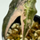 Thumbnail: Alocasia Sanderiana Nobilis Pink Variegated (Corm Grown)
