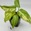 Thumbnail: Philodendron Gloriosum Variegated 
