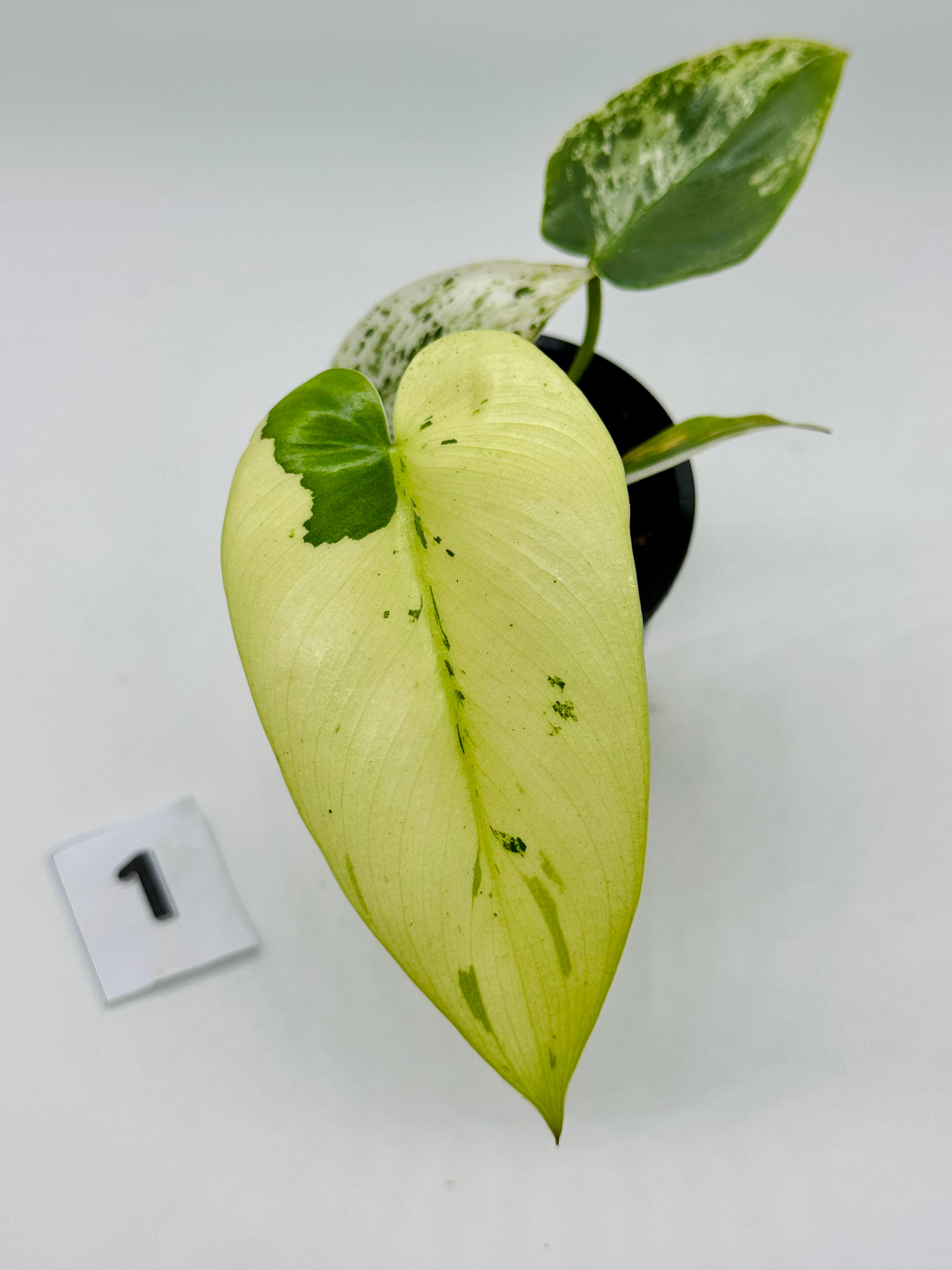 Philodendron Ilsemanii Variegated
