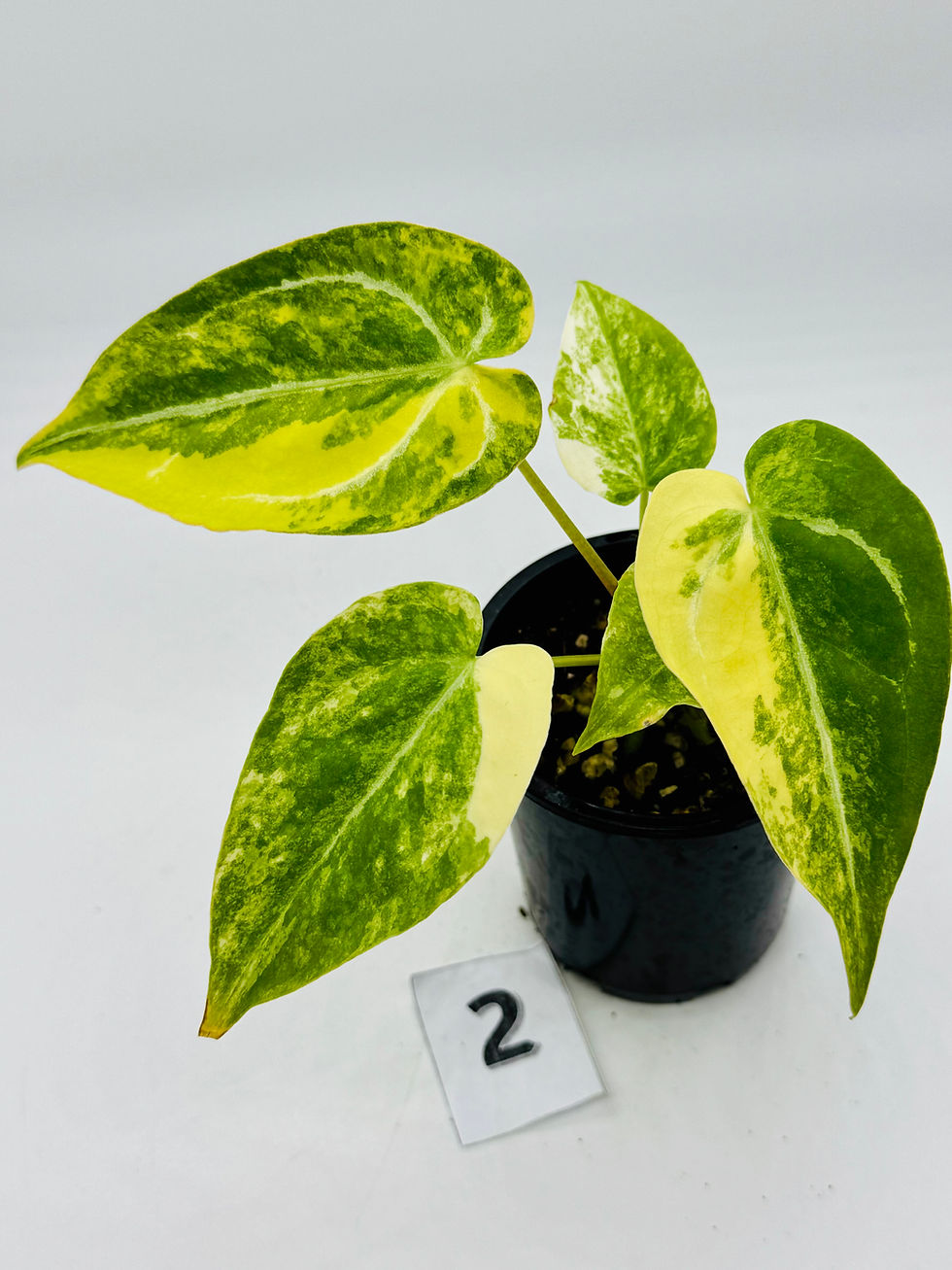 Thumbnail: Anthurium Magnificum x ( Crystallinum x Forgetii)
