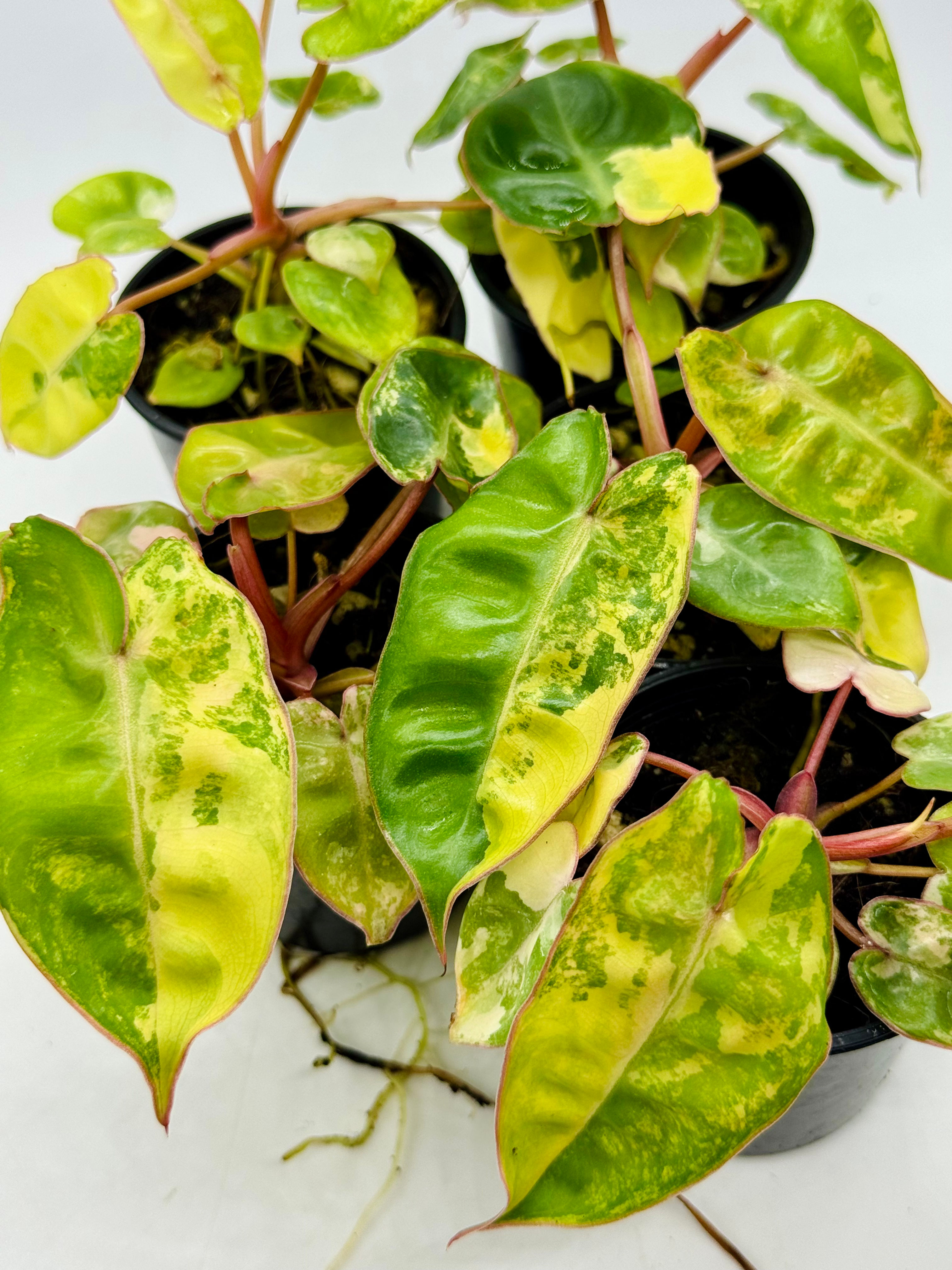 Philodendron Billietiae Variegated