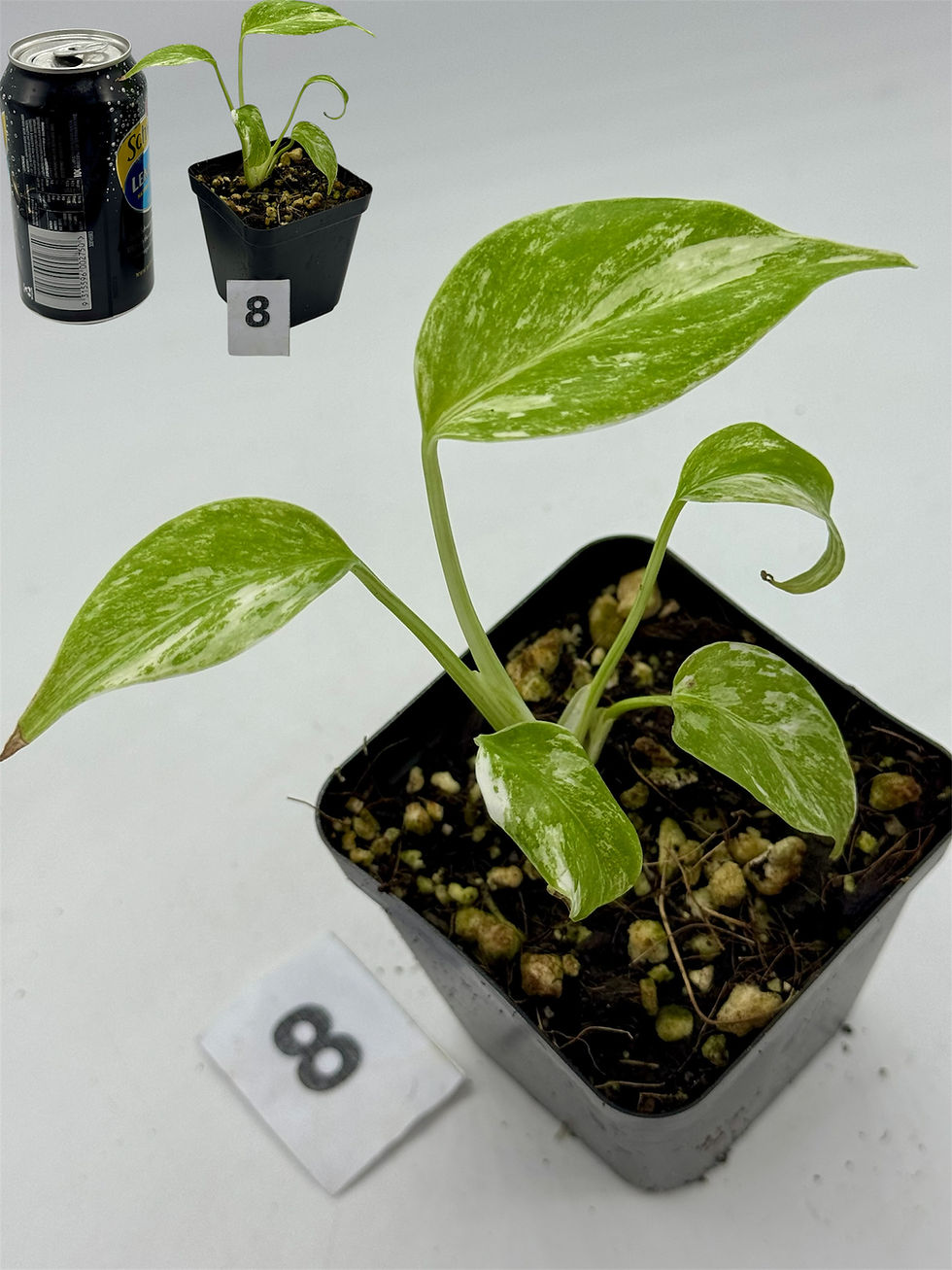 Thumbnail: Monstera Borgsigiana Albo Variegated 