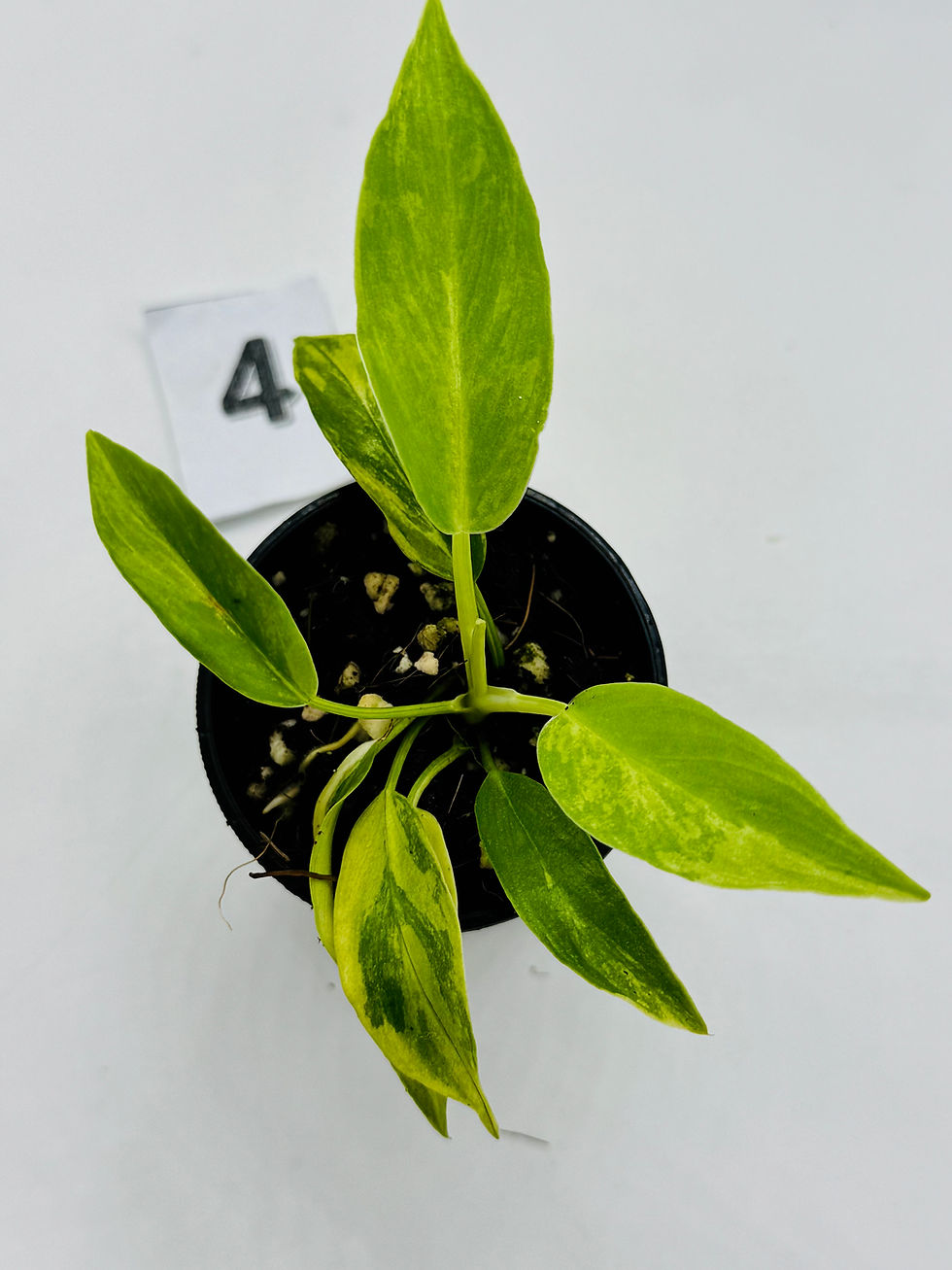 Thumbnail: Philodendron Olympiad Variegated