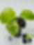 Thumbnail: Monstera Large Form “White Monster”