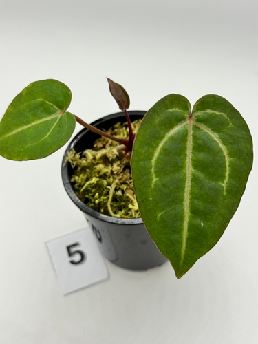 その他観葉植物 Anthurium Michelle x Wonderboy Anthurium Wonderboy x Michelle | West Plants
