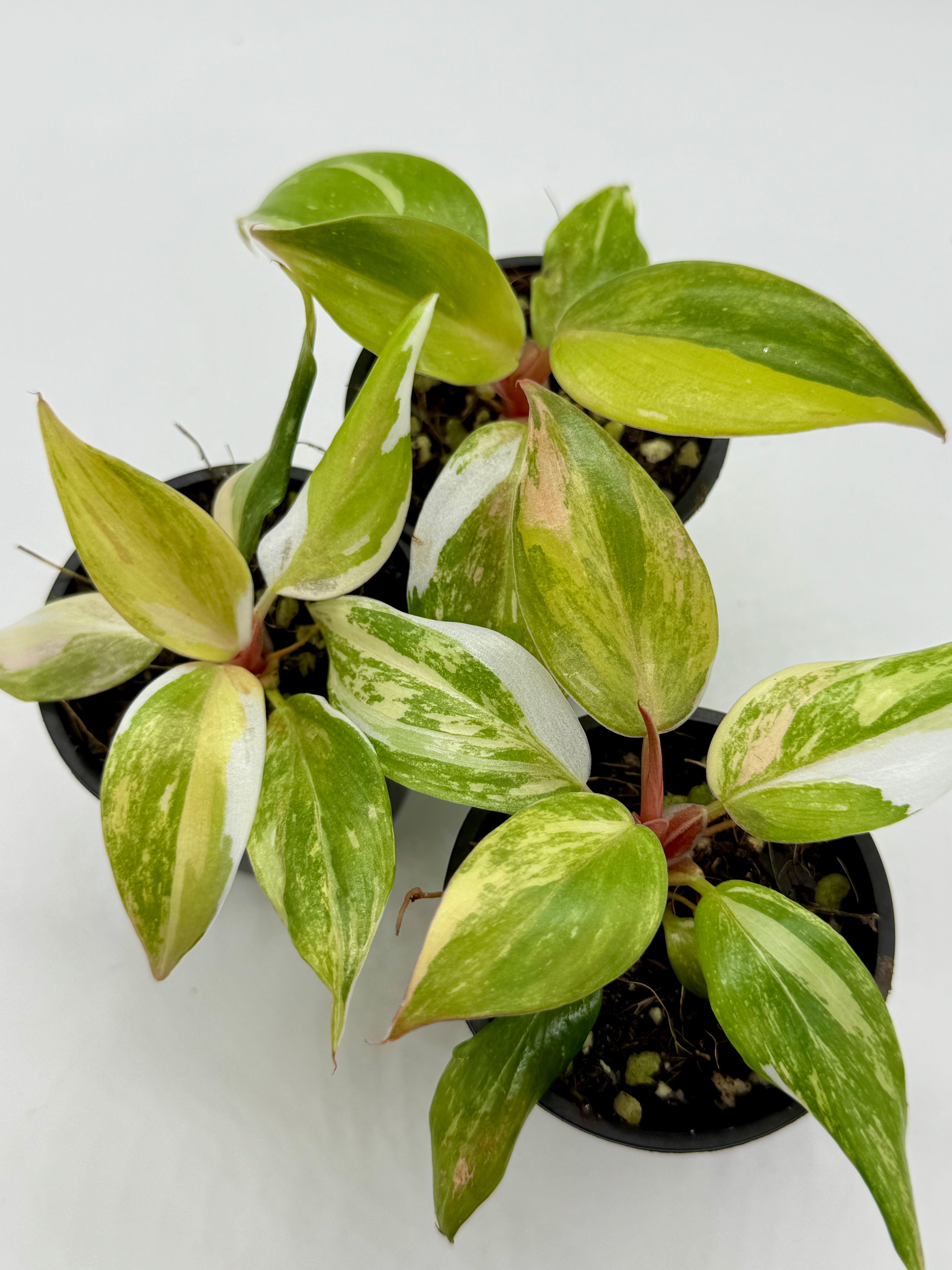 Philodendron White Knight Tricolour-Aurea Variegated in 50mm