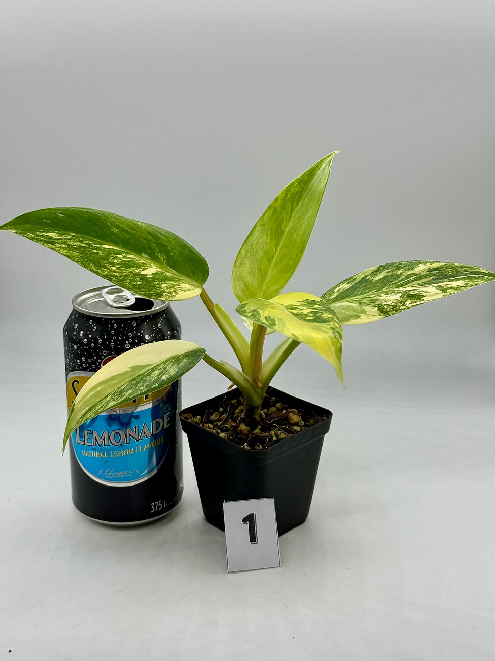 Thumbnail: Philodendron White Princess Aurea Variegated in 70mm