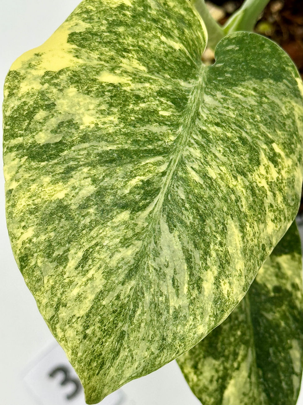 Thumbnail: Monstera Large Form “Green Snow” in 100mm #3
