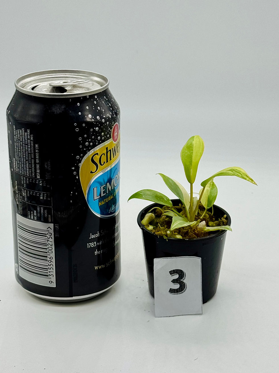 Thumbnail: Philodendron Atabapoense Pink Variegated 