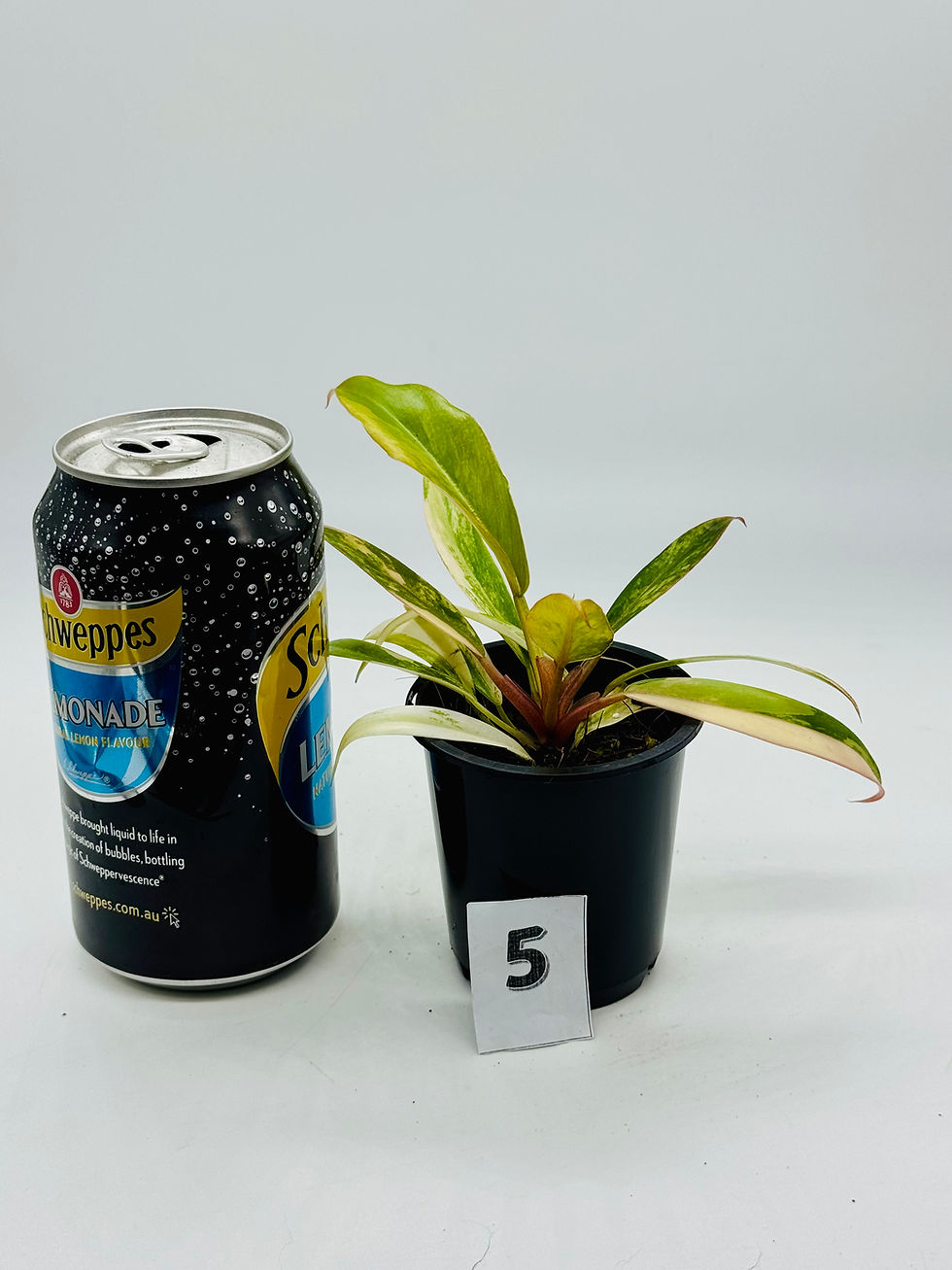 Thumbnail: Philodendron Caramel Marble Variegated in 70mm