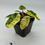 Thumbnail: Philodendron Billietiae Variegated 