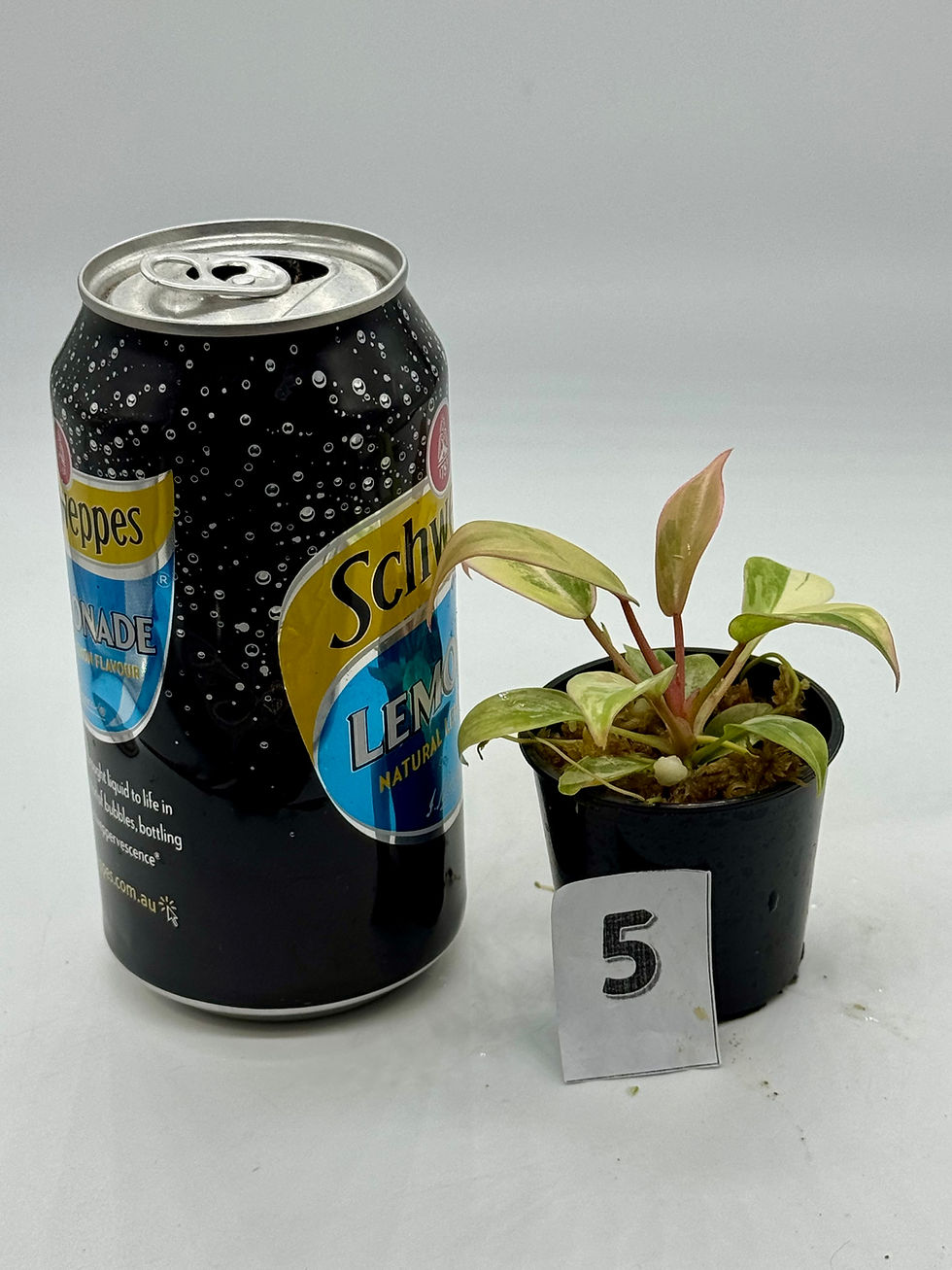 Thumbnail: Philodendron Atabapoense Pink Marble Variegated 