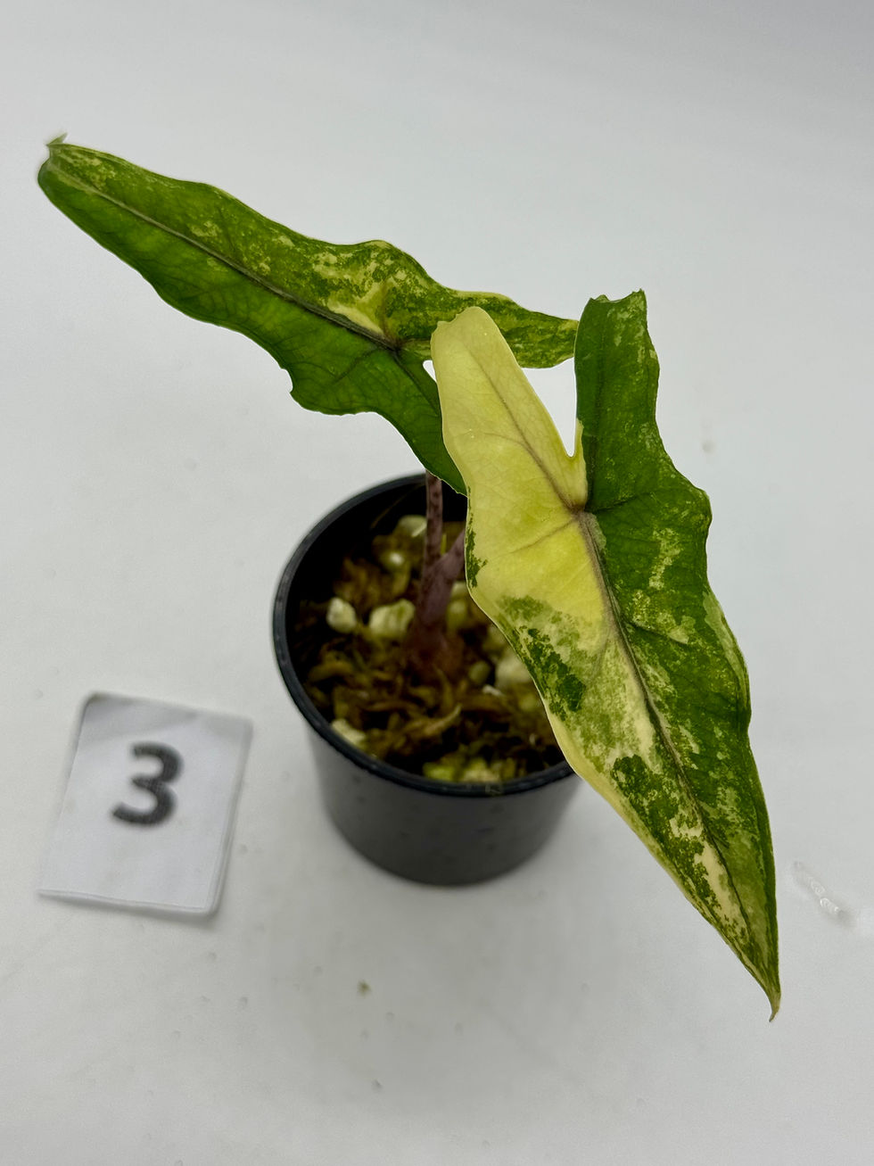 Thumbnail: Alocasia Sabrina Narrow Aurea Variegated 