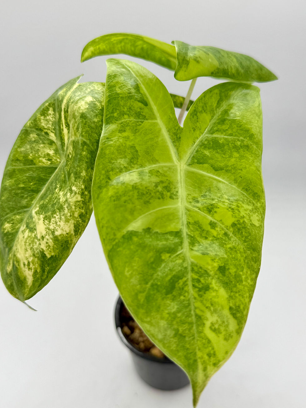 Thumbnail: Alocasia Pink Dragon  Block Brocade Variegated 