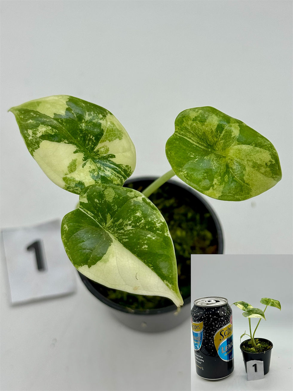 Thumbnail: Alocasia Dragon Scale Variegated 