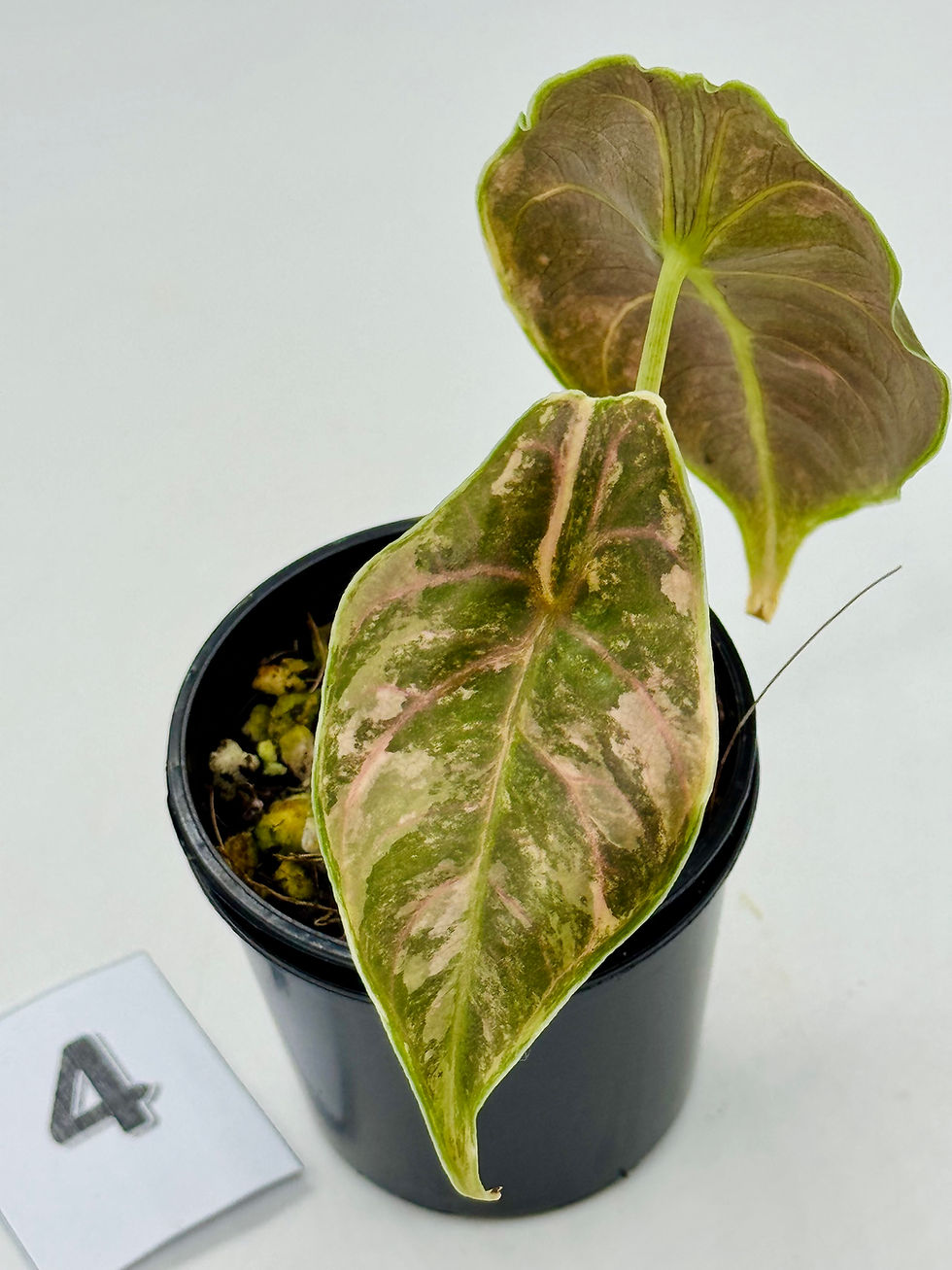 Thumbnail: Alocasia Azlanii Variegated 