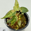 Thumbnail: Alocasia Bambino Yellow Variegated 