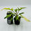 Thumbnail: Philodendron Florida Beauty x Tortum Variegated in 70mm