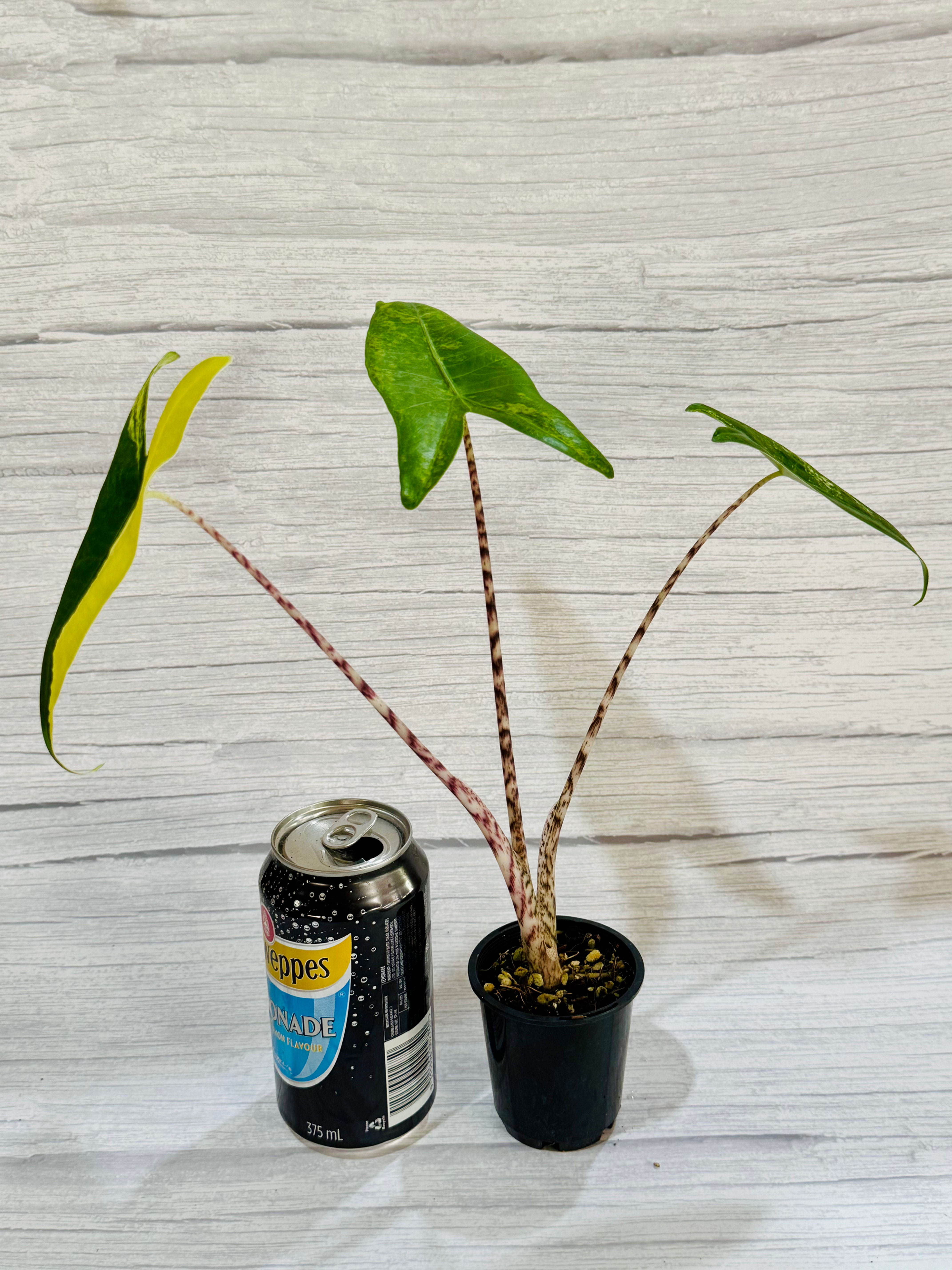 Alocasia Zebrina Aurea Variegated