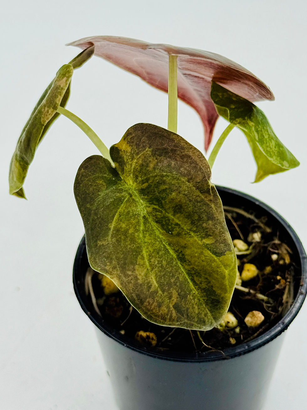Thumbnail: Alocasia Cuprea Latte Gold Variegated 