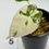 Thumbnail: Alocasia Black Velvet Pink-Albo Variegated 