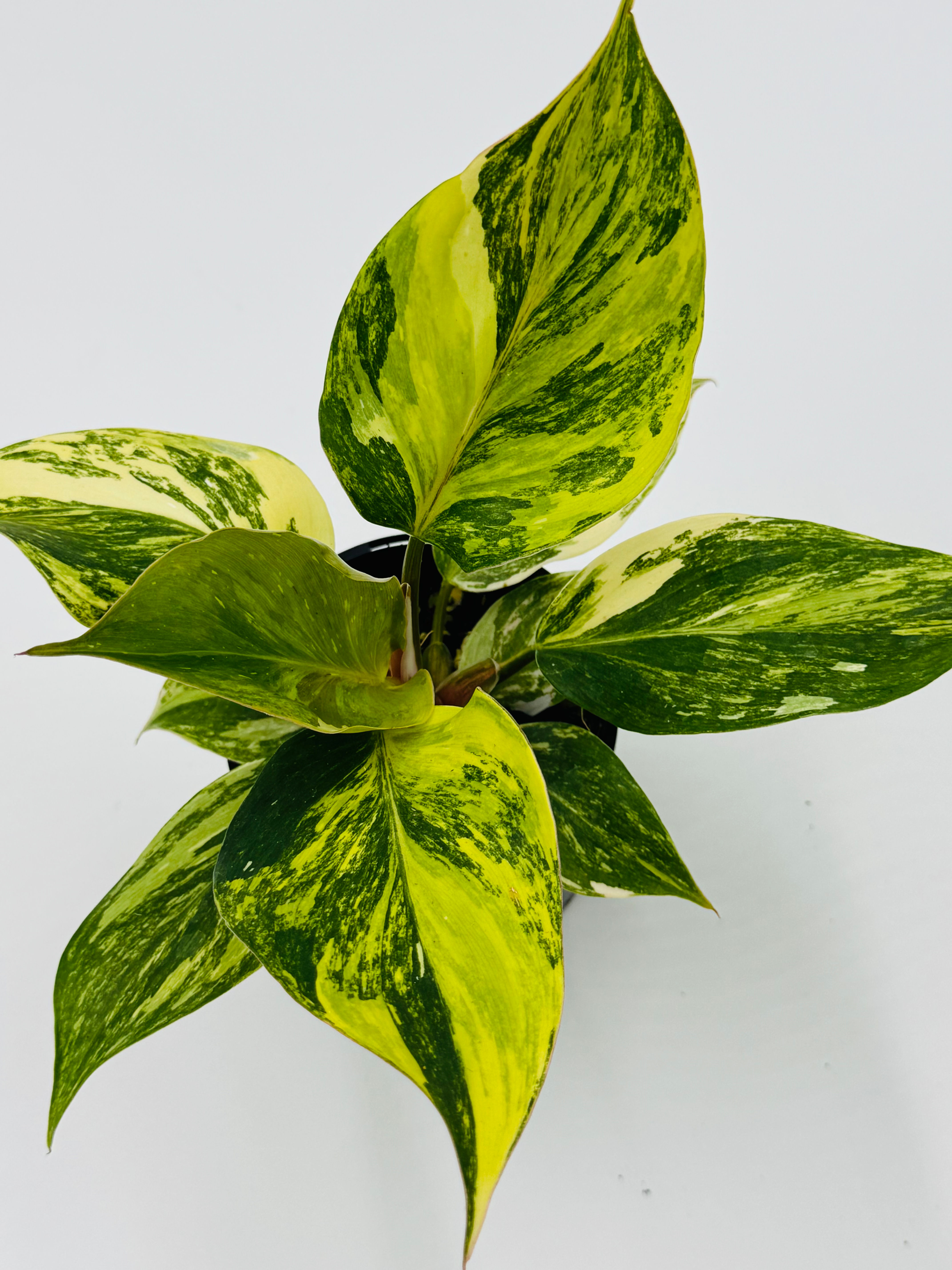 Philodendron White Knight Aurea -Tricolour Variegated