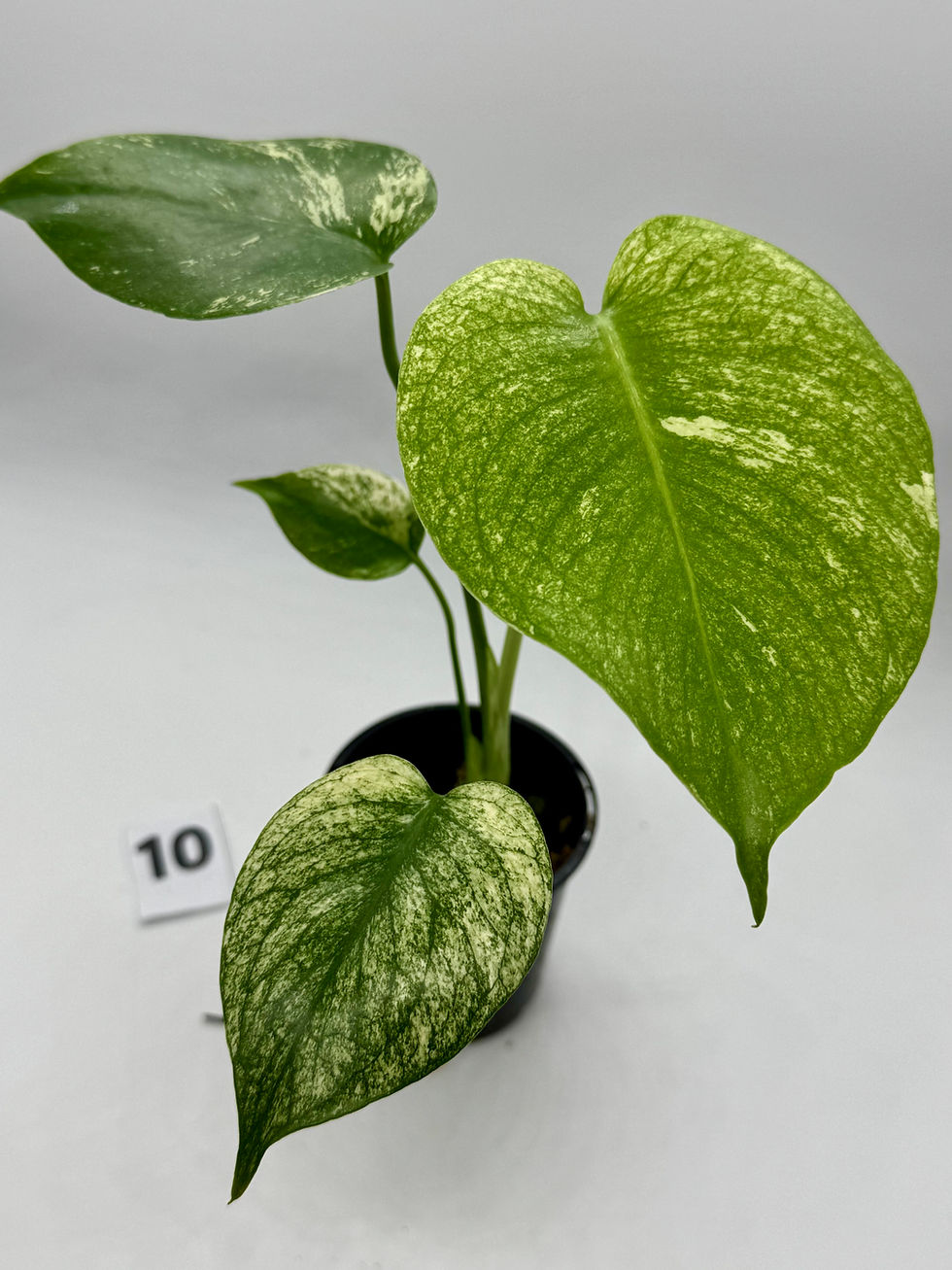 Thumbnail: Monstera White Monster 