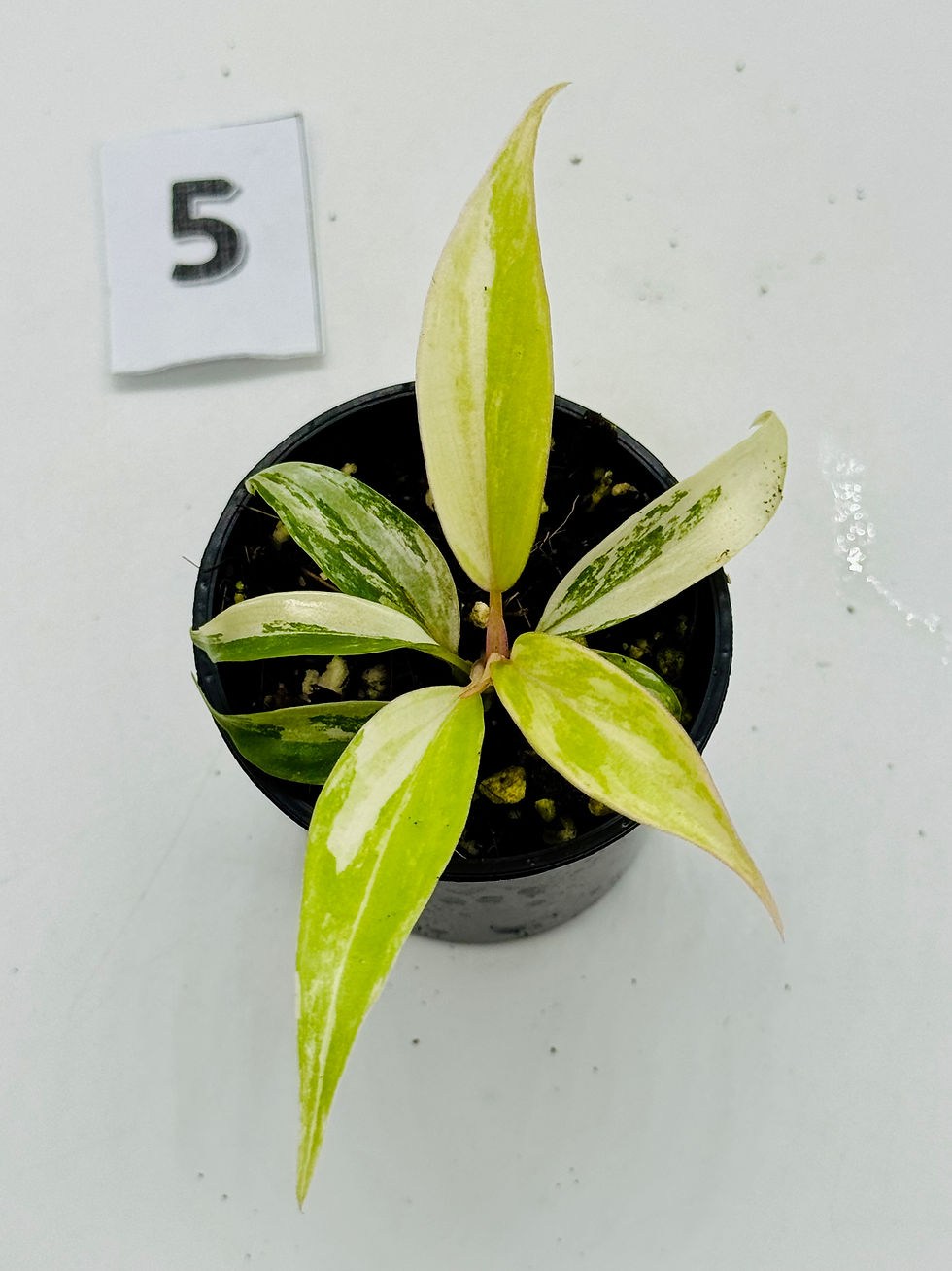 Thumbnail: Philodendron Florida Beauty x Tortum Variegated 