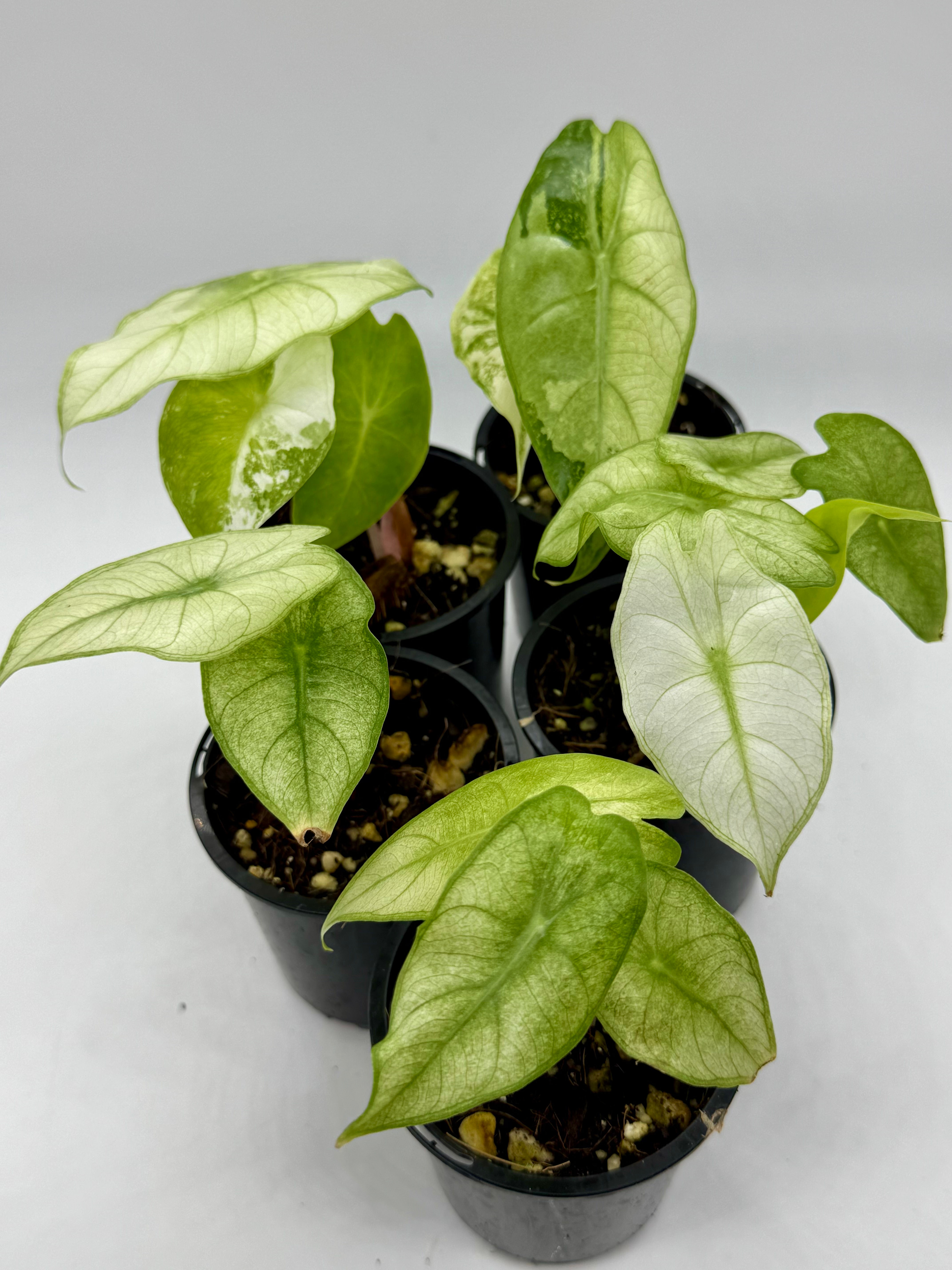 Alocasia Pink Dragon Albo-Mint Variegated in 70mm