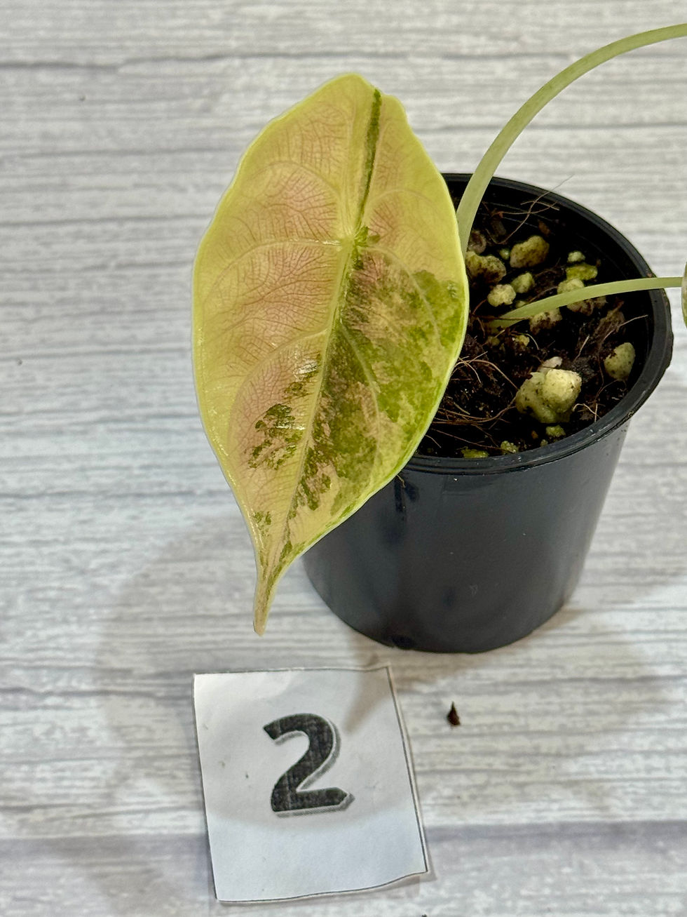 Thumbnail: Alocasia Azlanii Pink/Albo Variegated 