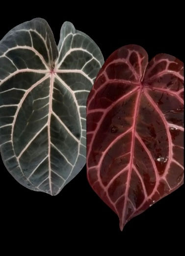 Anthurium Wonderboy x Michelle | West Plants