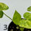 Thumbnail: Philodendron Angela Variegated in 50mm