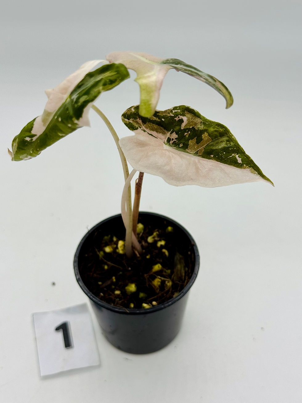 Thumbnail: Alocasia Sanderiana Nobilis Pink Variegated: