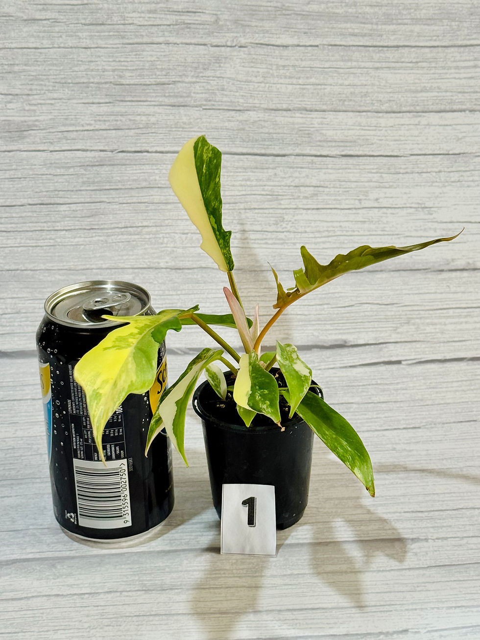Thumbnail: Philodendron Florida Beauty x Tortum Variegated 