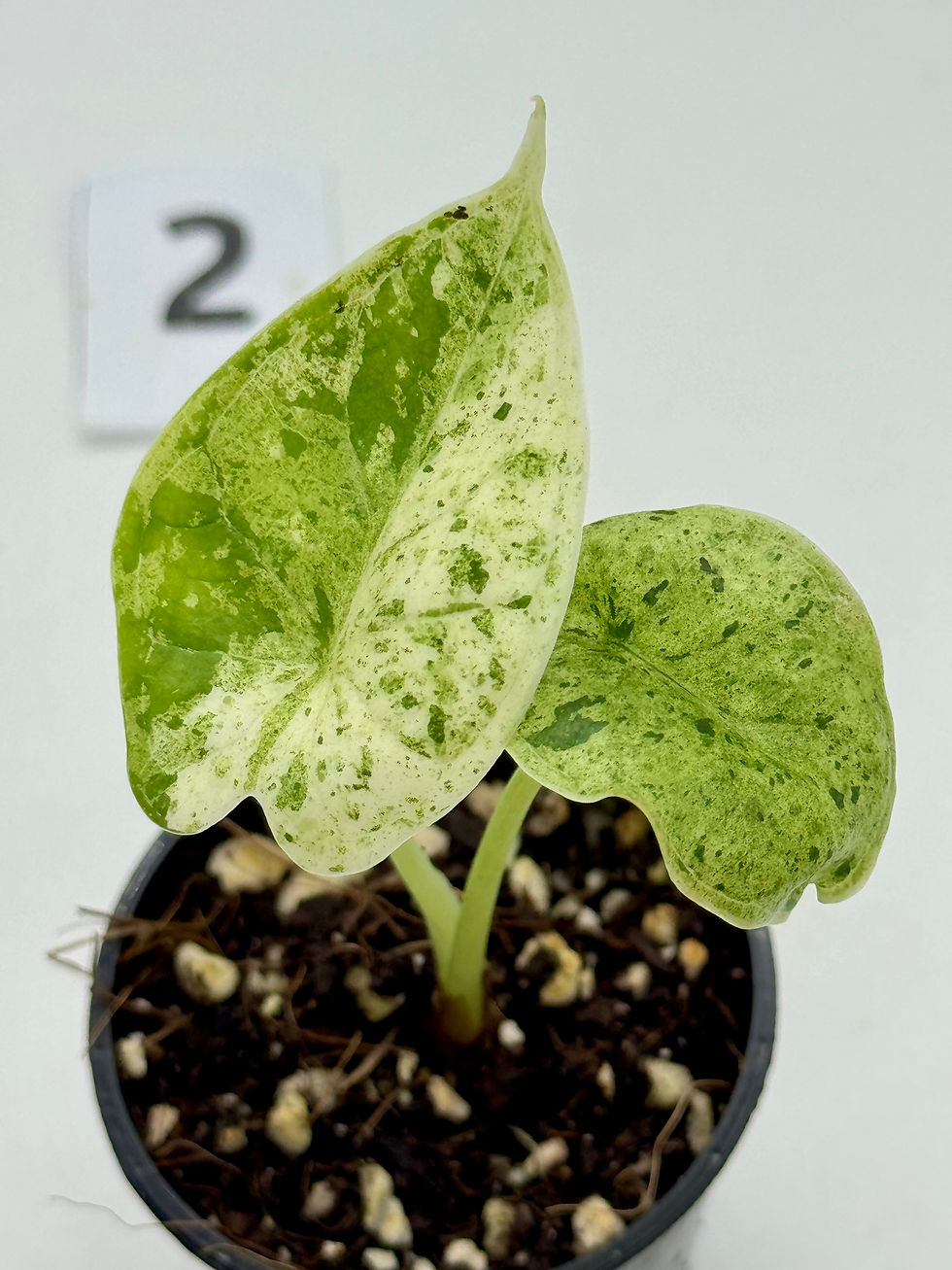 Thumbnail: Alocasia Dragon Scale Mint Variegated 