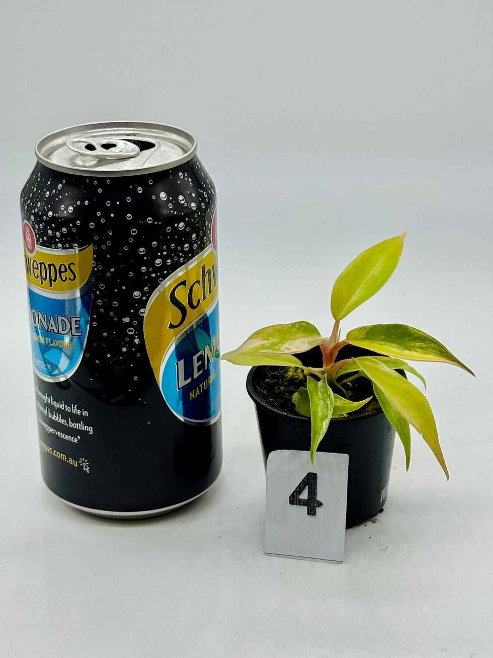 Thumbnail: Philodendron Florida Beauty x Tortum 