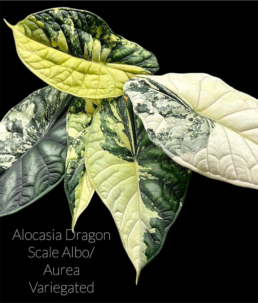Alocasia Dragon Scale Albo &Aurea Variegated 