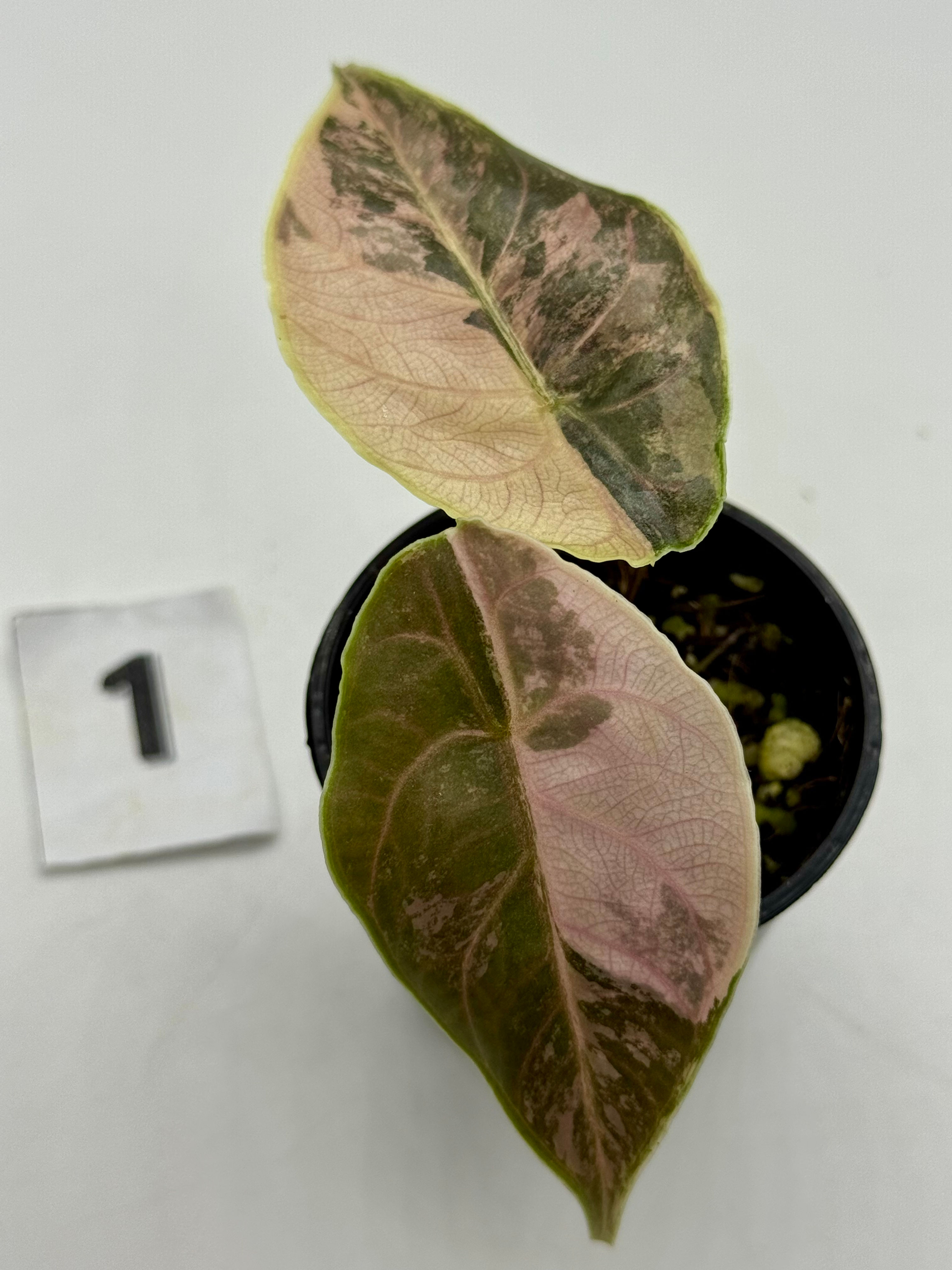 Alocasia Azlanii Variegated
