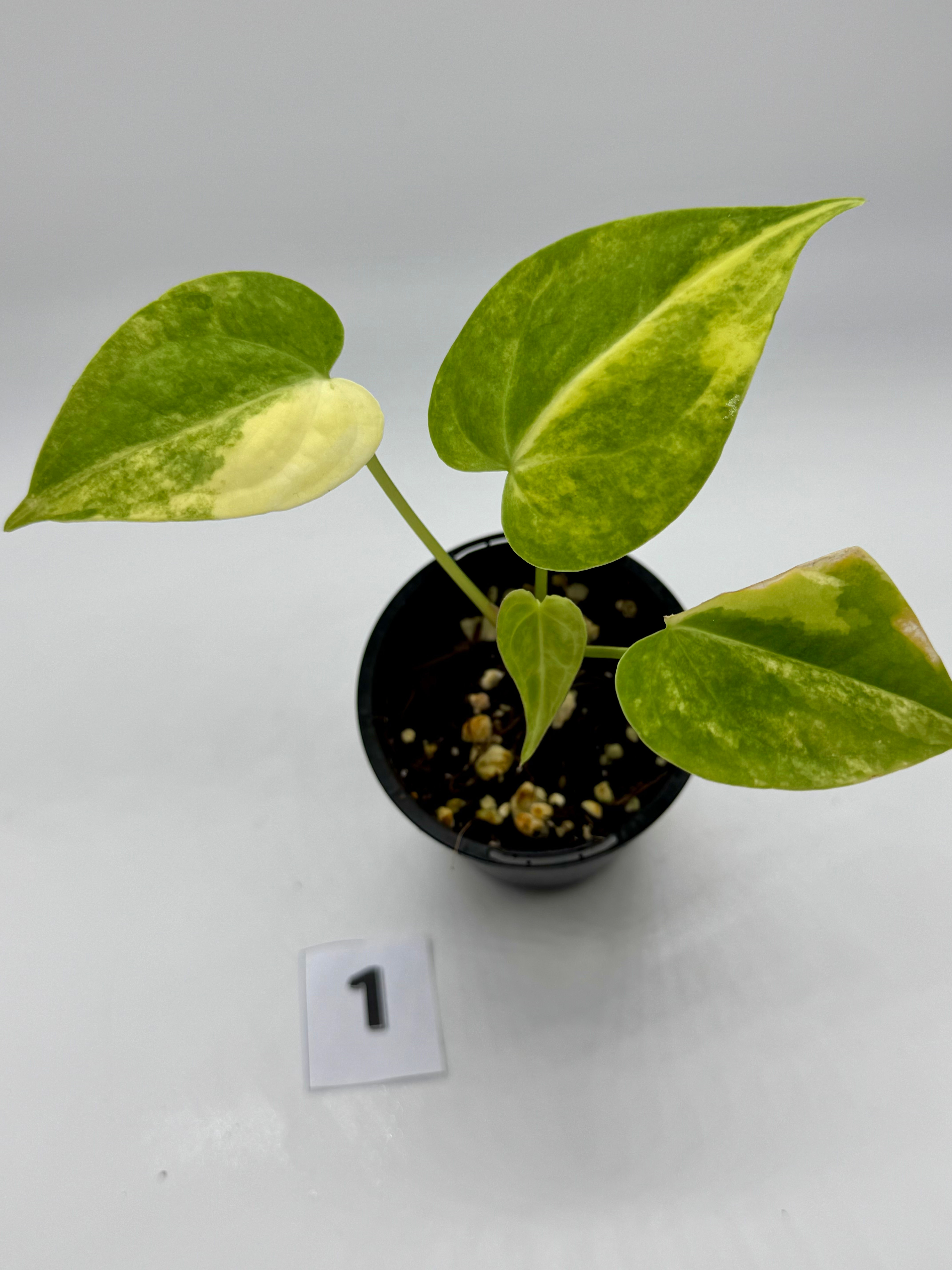 Anthurium Clarinervium Variegated #1 in 70mm