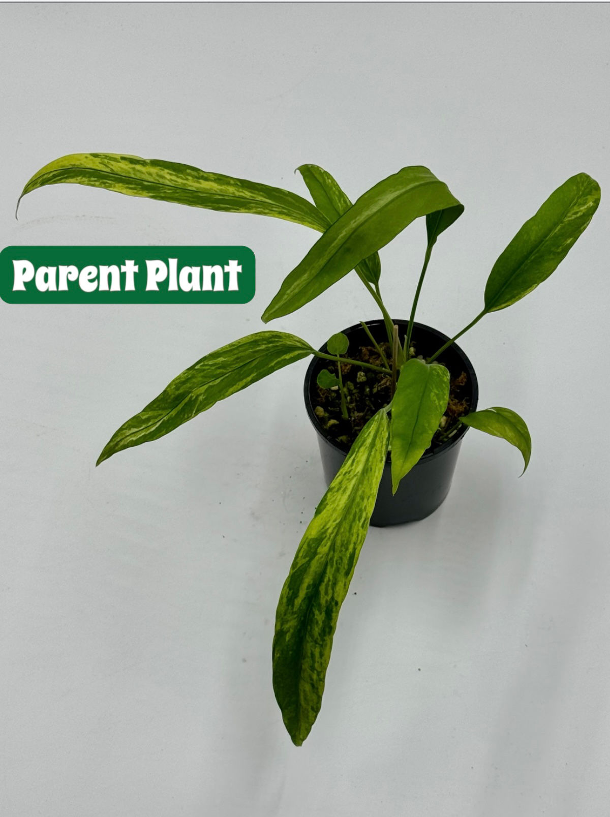 Anthurium Vittarifolium Variegated ( Grown from Cutting)