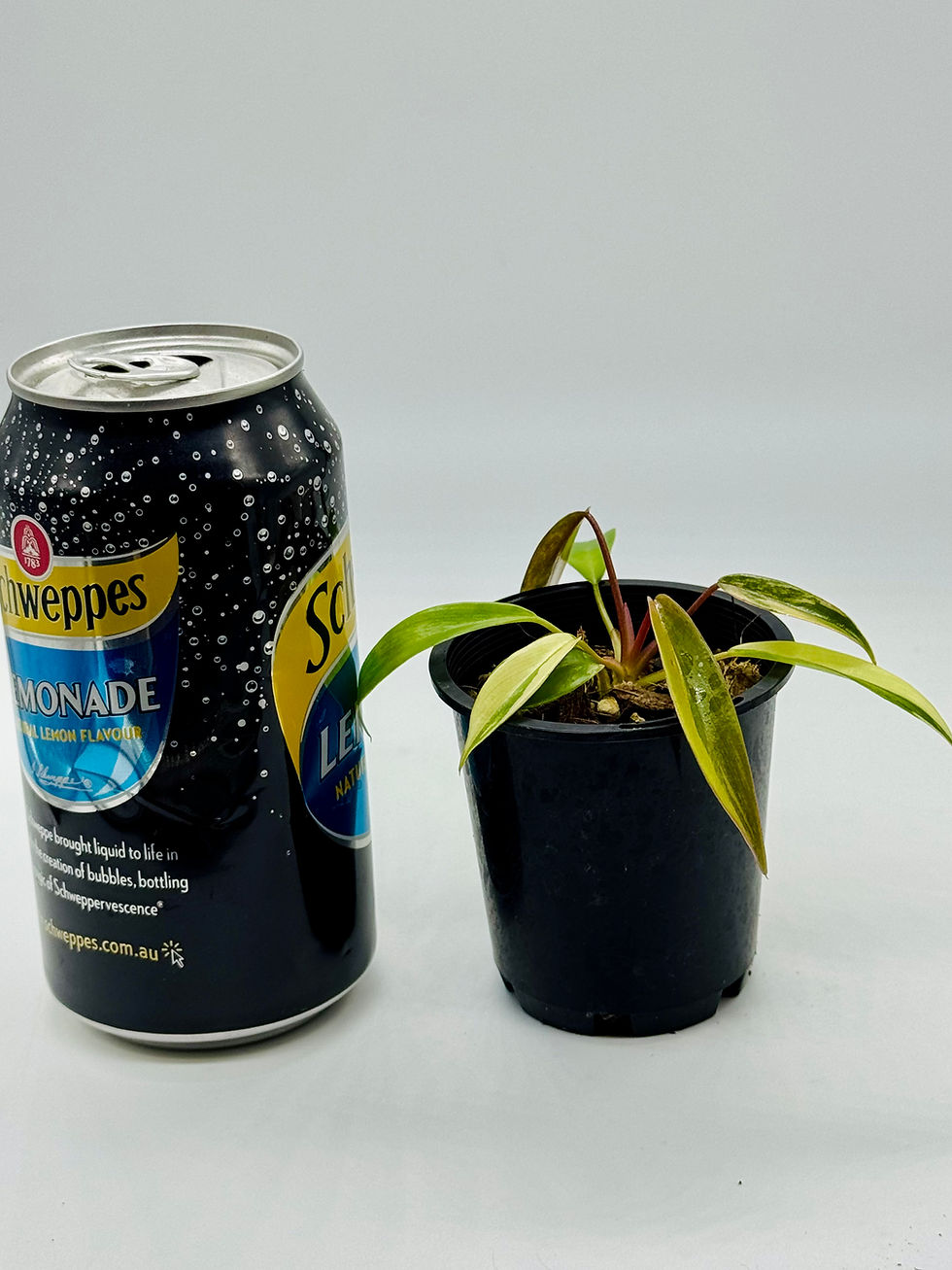 Thumbnail: Philodendron Joepii Variegated 