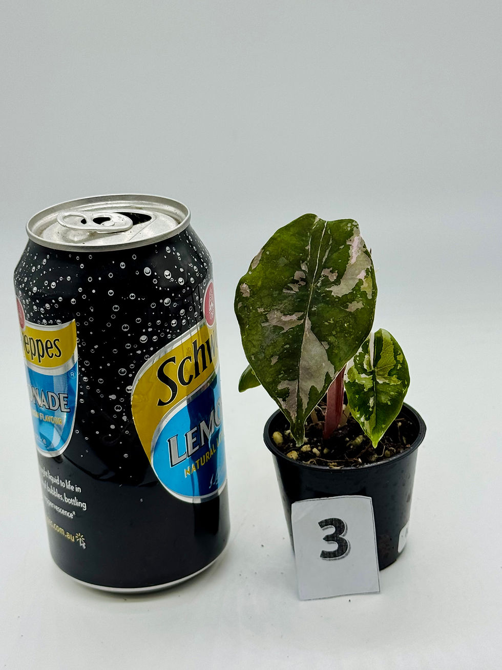 Thumbnail: Alocasia Chantrieri Pink Variegated::