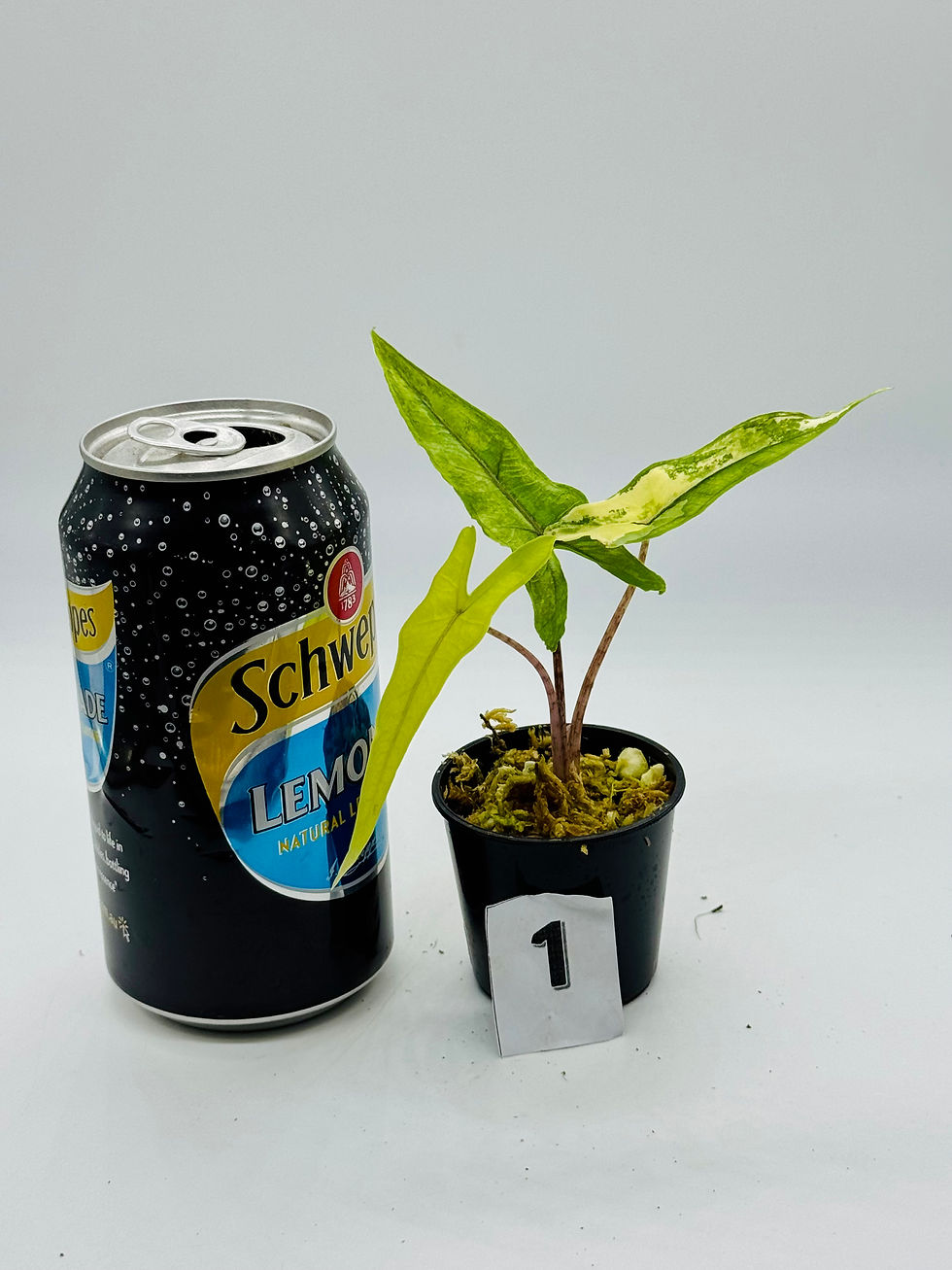 Thumbnail: Alocasia Sulawesi Sabrina Aurea Variegated 
