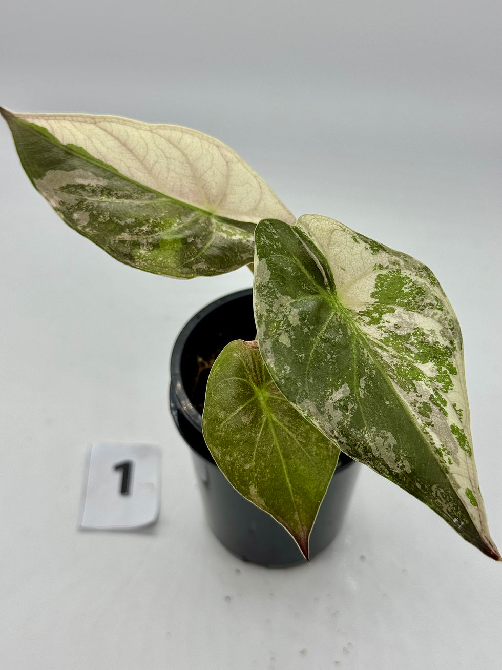 Thumbnail: Alocasia Wentii Pink Variegated 